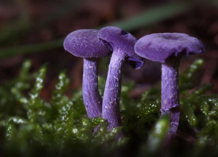 Coolest Mushrooms Deceiver