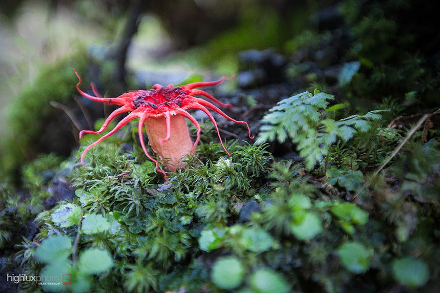 Coolest Mushrooms Aseroe