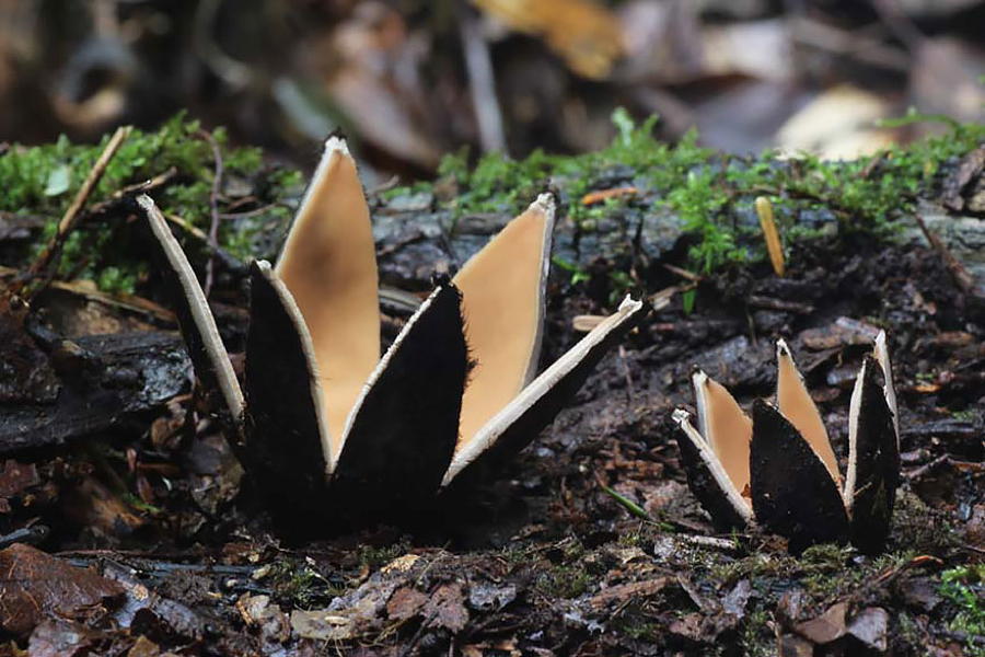 Coolest Mushrooms Chorioactis