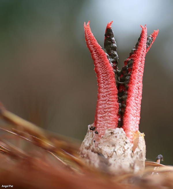 Coolest Mushrooms Clathrus