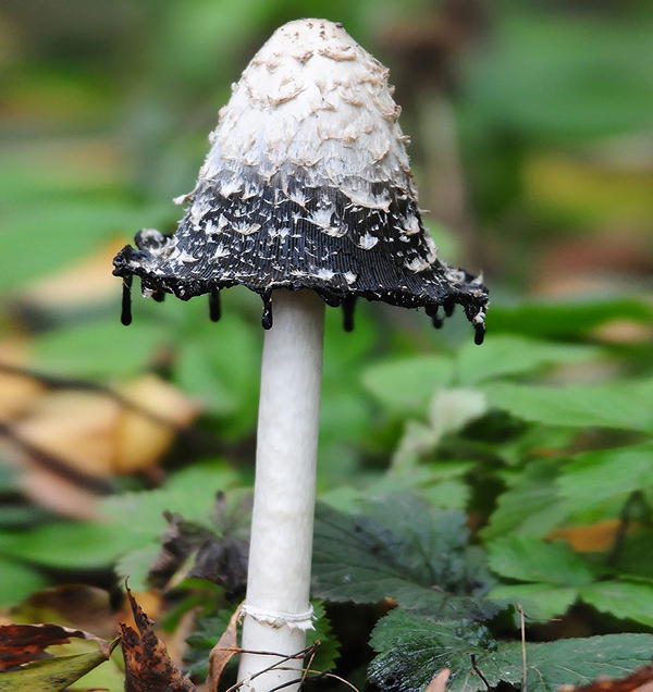 Colorful Mystical And Sometimes Fatal 31 Photos Of The World S   Mushrooms Coprinus Comatus 