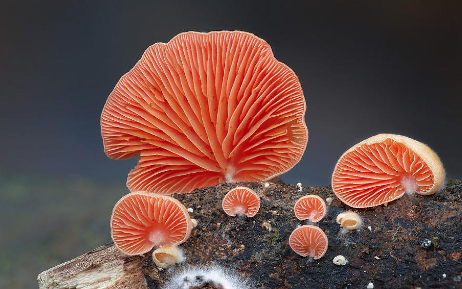 Coolest Mushrooms Crepidotus