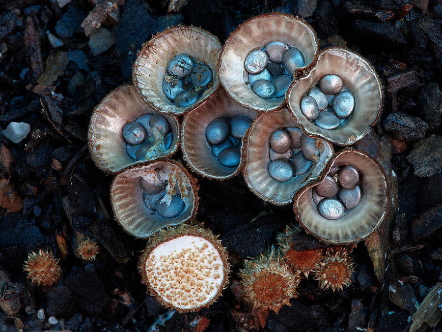 Coolest Mushrooms Cyathus