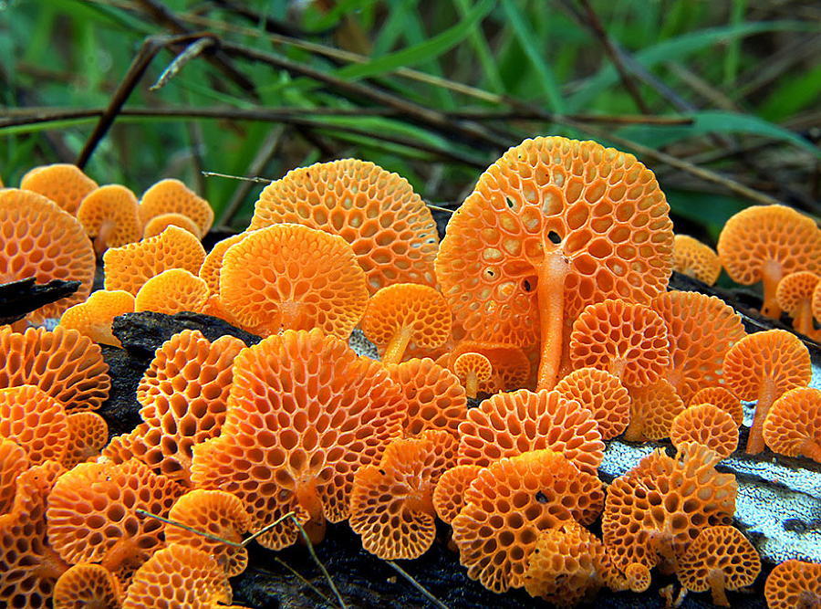 Coolest Mushrooms