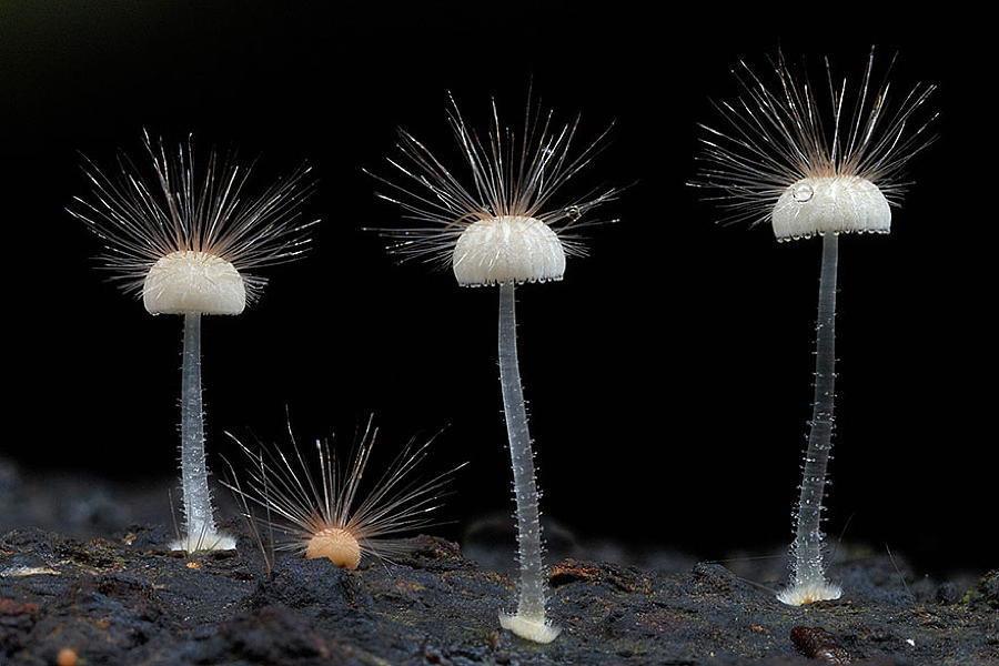Coolest Mushrooms Mycena