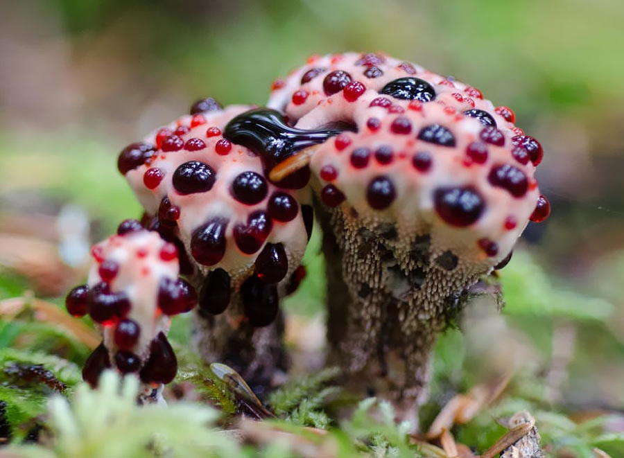 Coolest Mushrooms Hydnellum