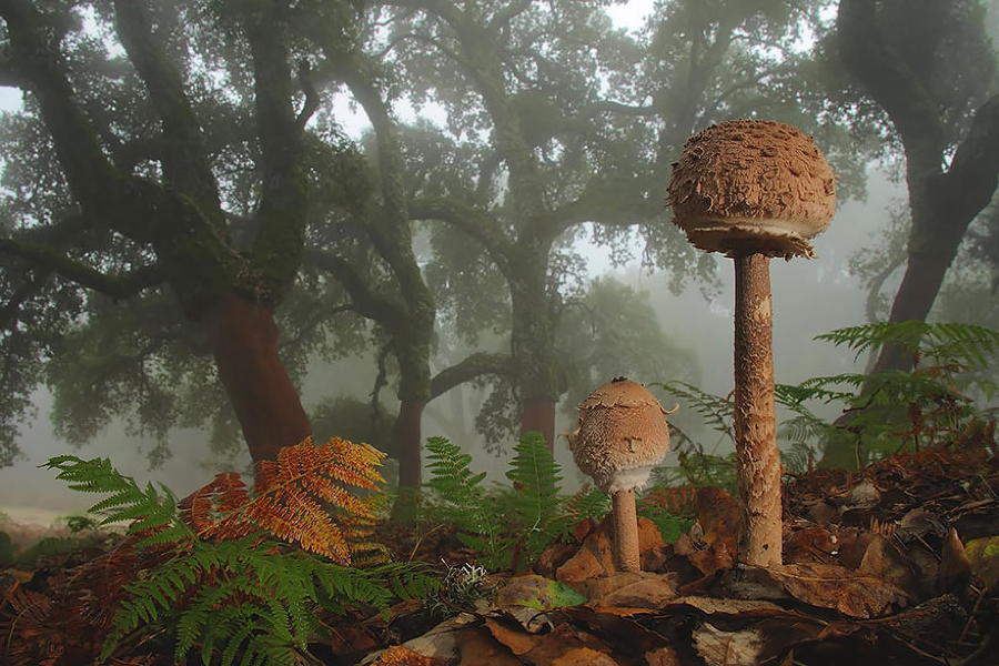 Coolest Mushrooms Lepiota
