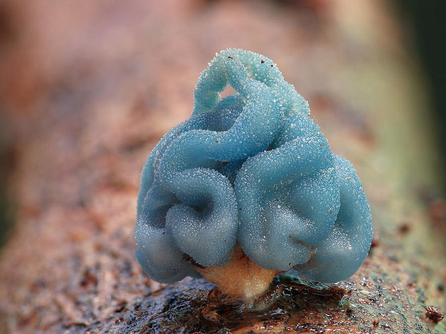 Coolest Mushrooms Leratiomyces