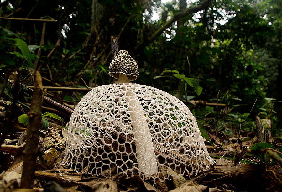 Phallus Mushroom