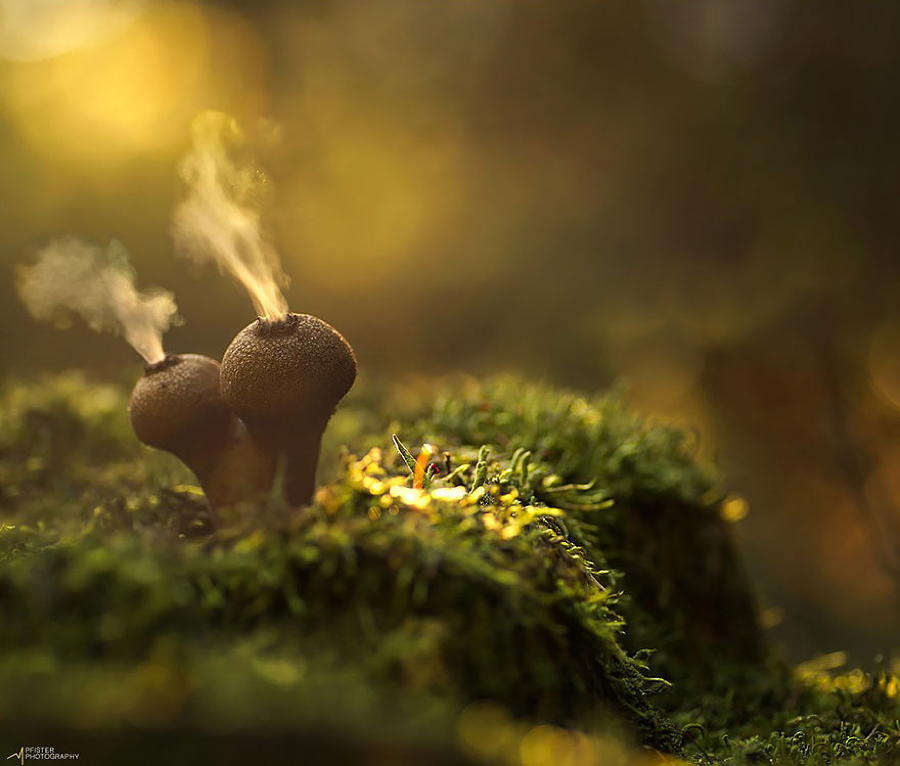 Puffball Mushroom