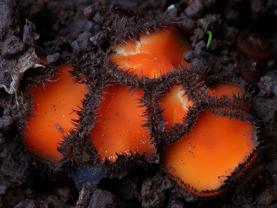 Scutellinia Scutellata