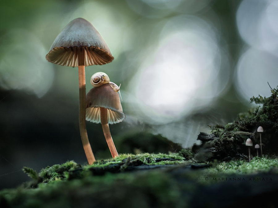 Snail Mushroom