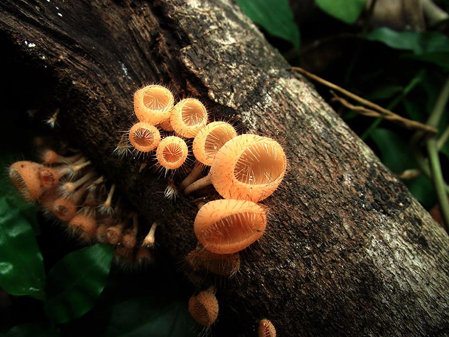 Golden Mushrooms