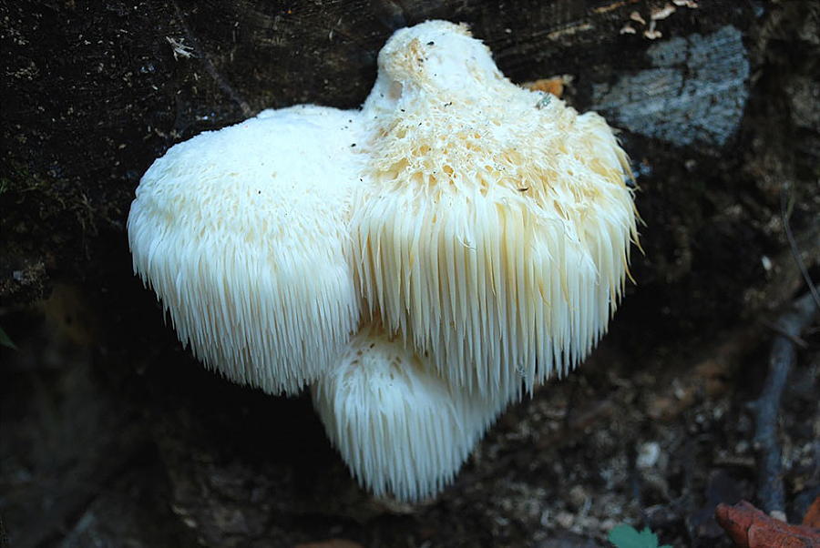 Toothed Mushroom