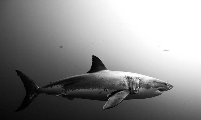 Shark Black And White