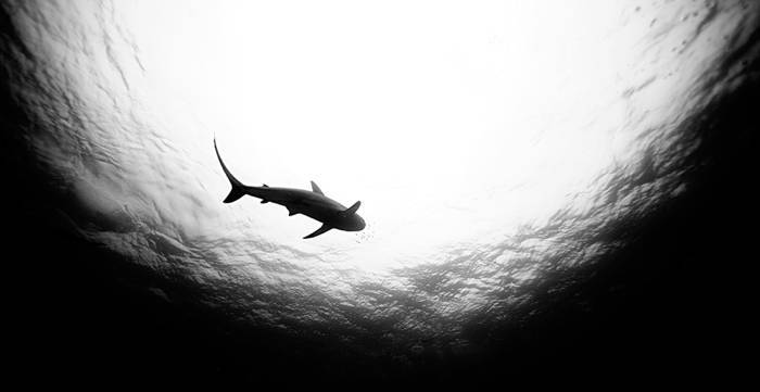 Shark Swimming From Below