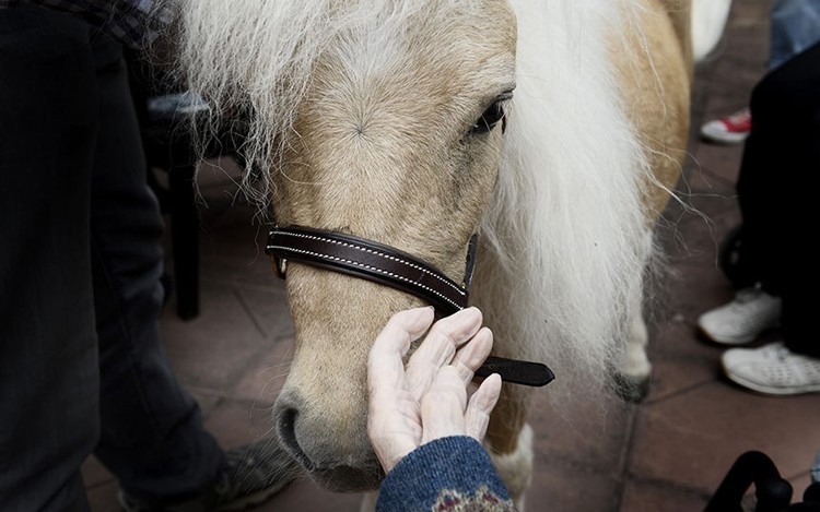 Miniature Therapy Horses Closeup