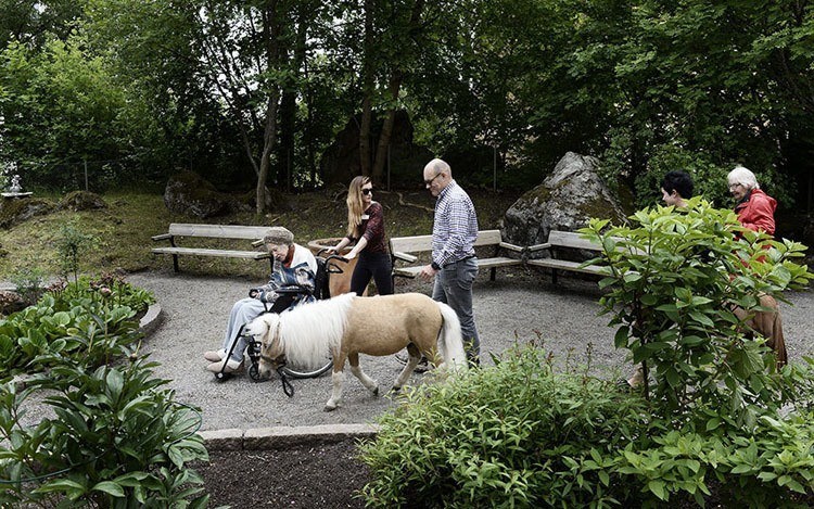 Miniature Therapy Horses Courtyard