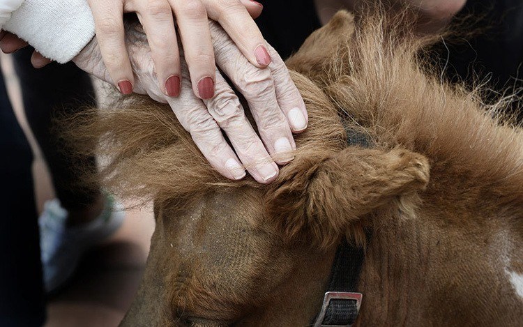 Miniature Therapy Horses Hands