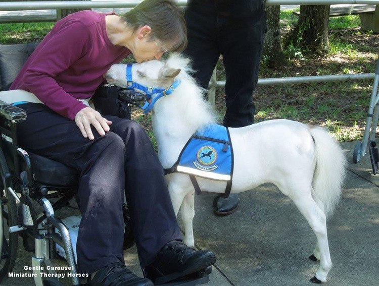 Miniature Therapy Horses And The Science Of AnimalAssisted Healing