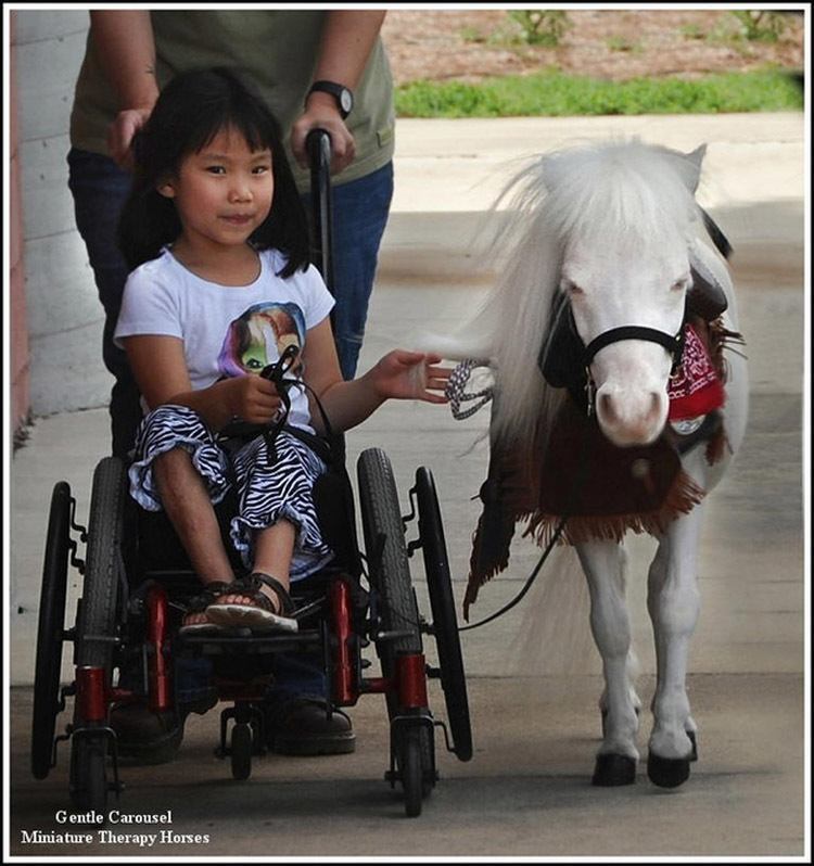 Miniature Therapy Horses And The Science Of AnimalAssisted Healing