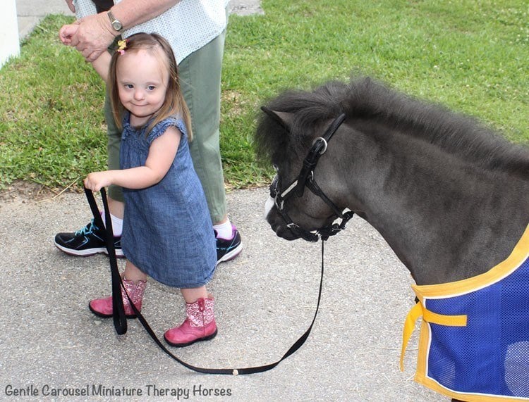 Miniature Therapy Horses And The Science Of AnimalAssisted Healing