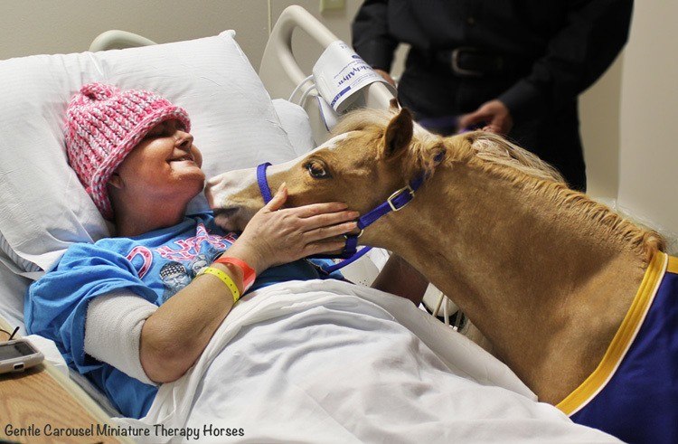 Miniature Therapy Horses Hat