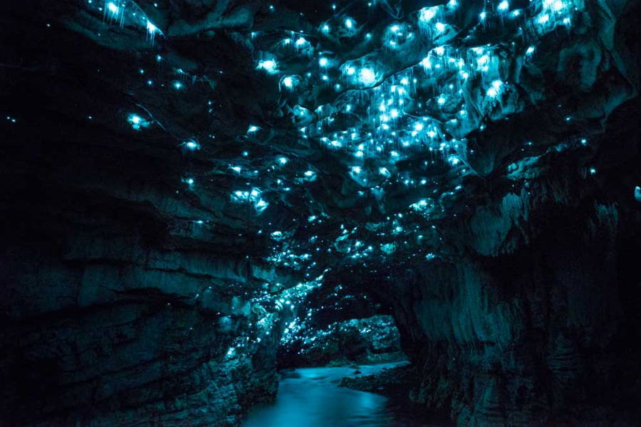 Bioluminescent Glowworm Cave