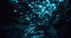 Bioluminescent Glowworm Cave