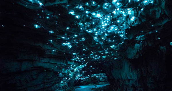 Bioluminescent Glowworm Cave