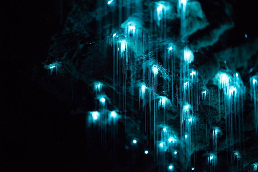 Bioluminescent Glowworm Closeup Cave