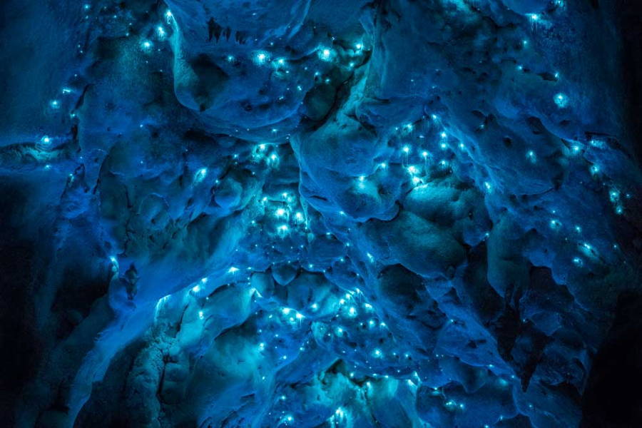 Bioluminescent Glowworm New Zealand