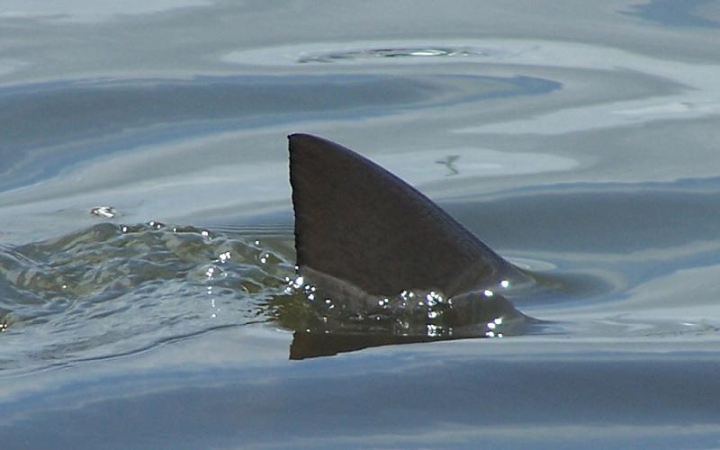 Church Fires Shark Fin