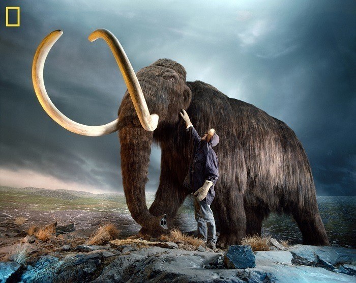 Woolly Mammoth Human