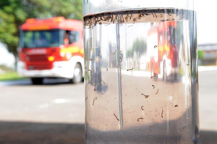 Mosquito Larvae