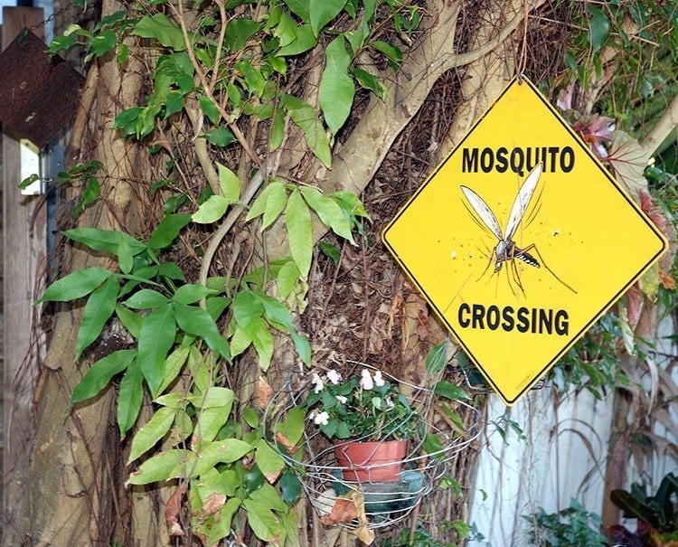 Genetically Modified Mosquitoes Sign