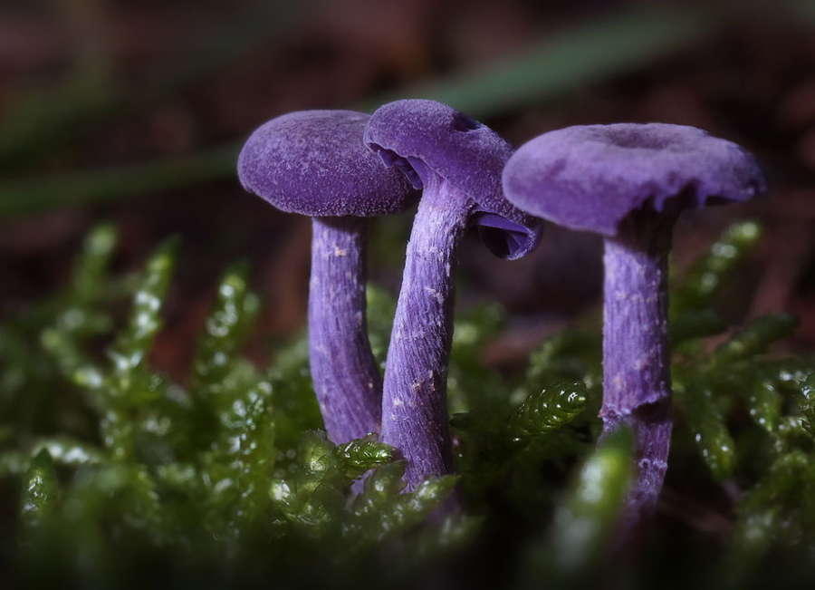 Mushrooms Amethyst Deceiver Purple