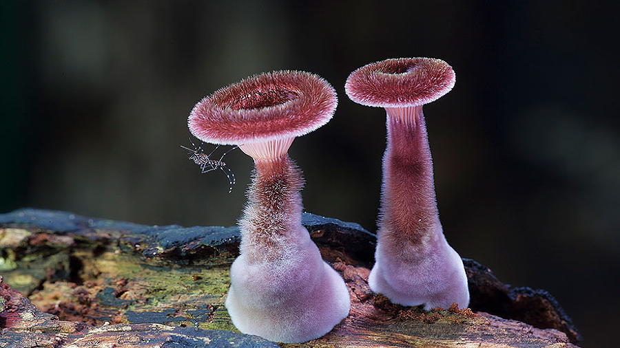 Mushrooms Panus Fasciatus Purple