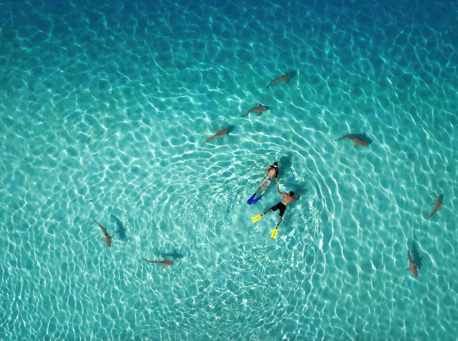 People Swimming With Sharks