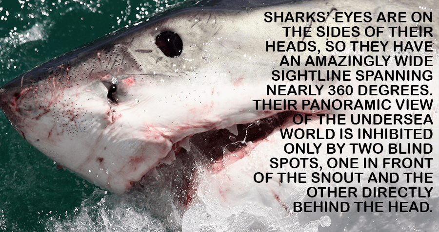 Eight Surprising Shark Facts