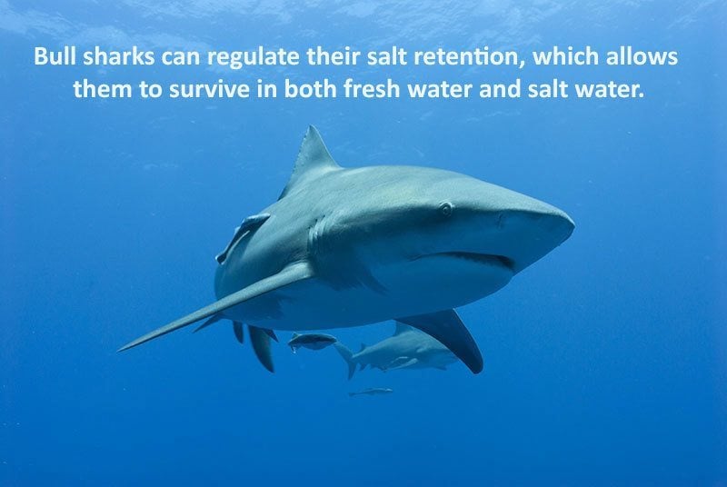 How Bull Sharks Live In Fresh And Salt Water
