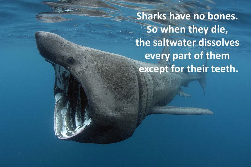 28 Interesting Shark Facts That Will Surprise And Amaze   Shark Facts Cool Species 