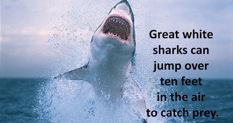 28 Interesting Shark Facts That Will Surprise And Amaze   Shark Facts Great White Jump 1 