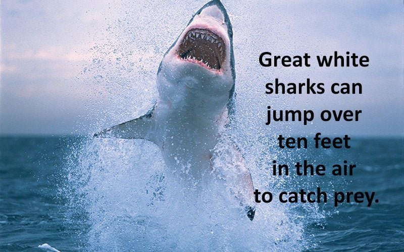 Jumping Ability Of Great White Sharks