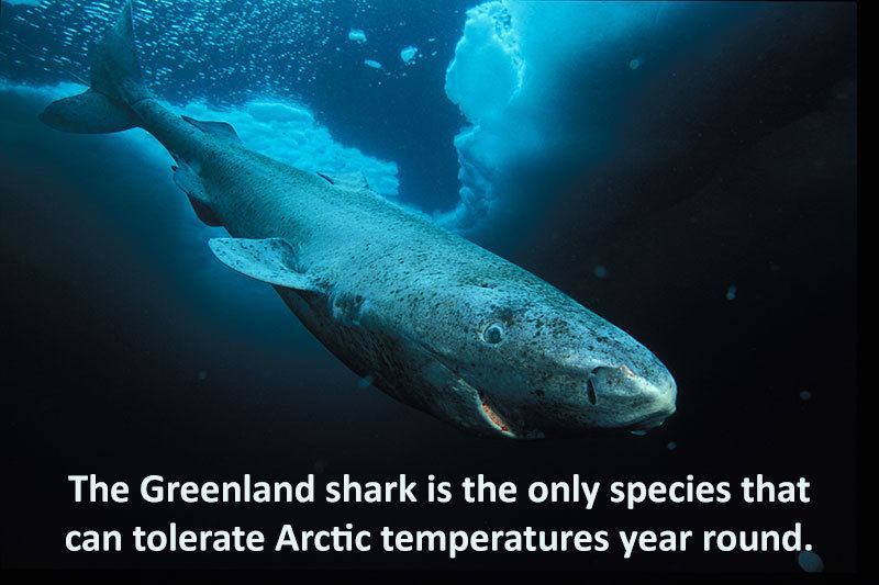 Interesting Shark Facts