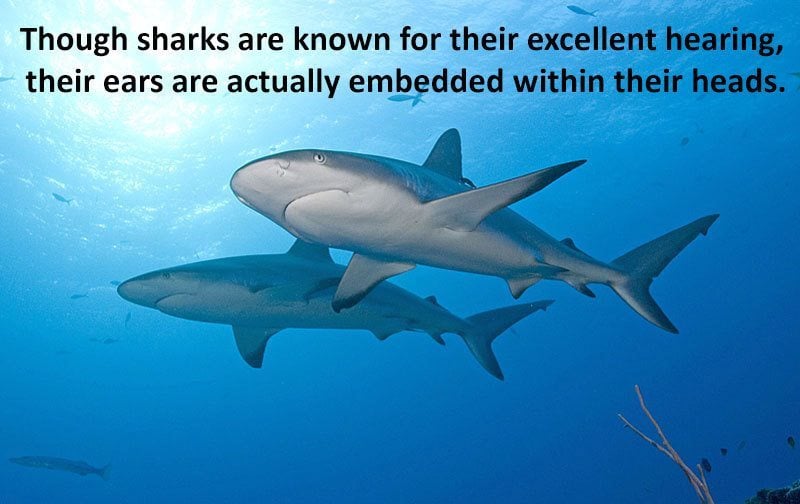 28 Interesting Shark Facts That Will Surprise And Amaze