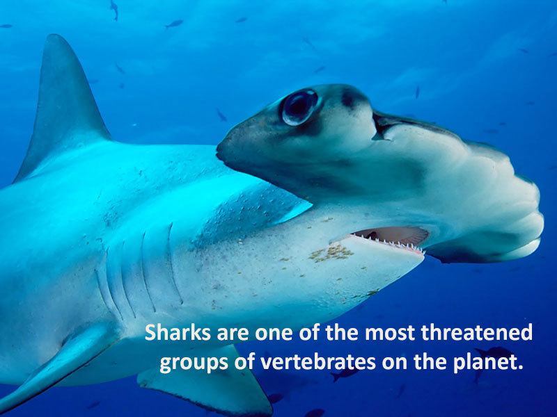 Hammerhead Sharks  Hammerhead shark, Shark facts, Shark