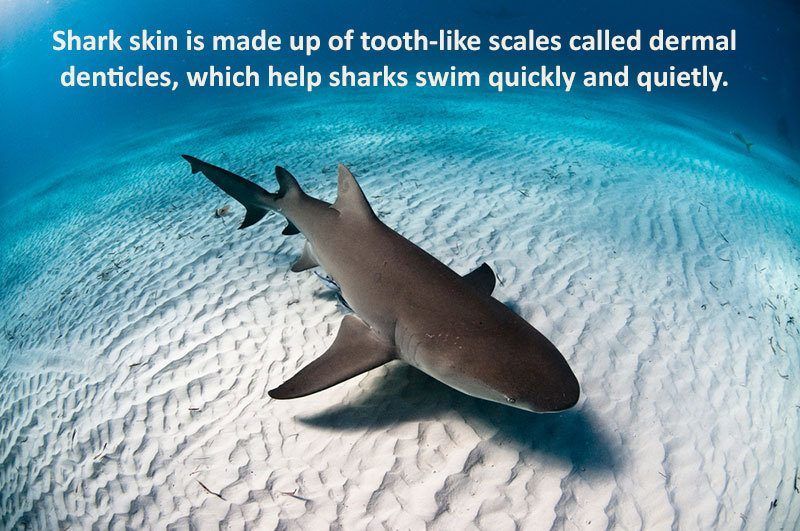 28 Interesting Shark Facts That Will Surprise And Amaze