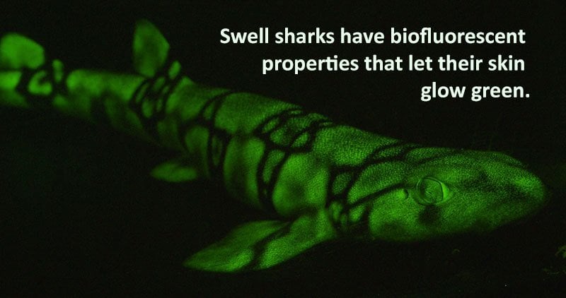 Swell Shark Facts