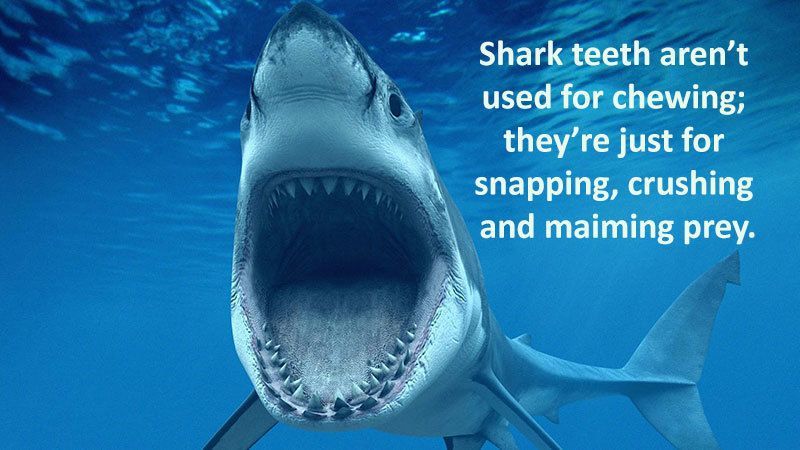 28 Interesting Shark Facts That Will Surprise And Amaze